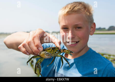 Crabe vert, crabe vert, crabe de l'Atlantique Nord (Carcinus maenas), garçon tenant un crabe vert dans sa main Banque D'Images