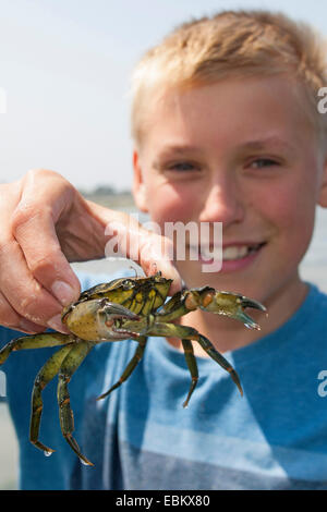 Crabe vert, crabe vert, crabe de l'Atlantique Nord (Carcinus maenas), garçon tenant un crabe vert dans sa main Banque D'Images