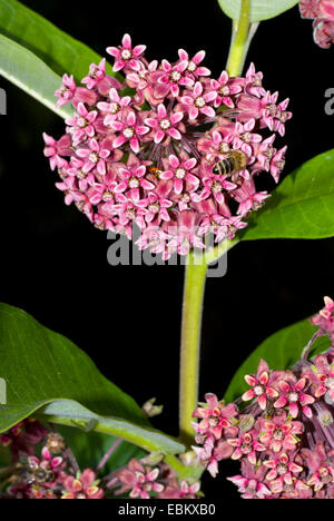 L'asclépiade commune, violet silkweed (Asclepias syriaca), inflorescence Banque D'Images