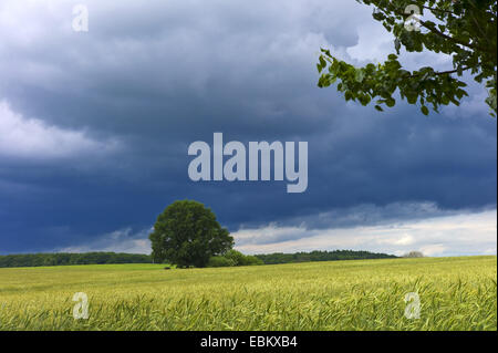 Plus d'un orage approche champ de céréales, de l'Allemagne, Mecklembourg-Poméranie-Occidentale Banque D'Images