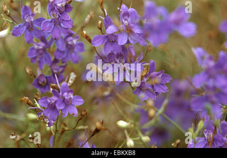 Forking, larkspur Delphinium consolida regalis (champ, Delphinium consolida), blooming Banque D'Images