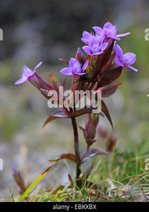 Gentiane (Gentiana campestris champ), la floraison, la Norvège, Troms Banque D'Images