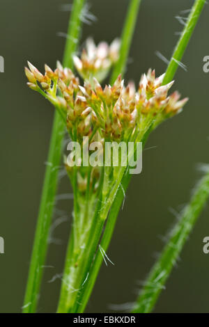 Oakforest woodrush (Luzula luzuloides. Luzula albida), inflorescence en bouton, l'Autriche, Roma, le Parc National de Nockberge Banque D'Images