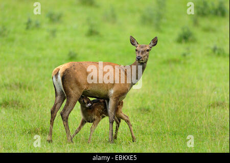 Red Deer (Cervus elaphus), Hind et son veau dans un pré, en Allemagne, en Bavière Banque D'Images