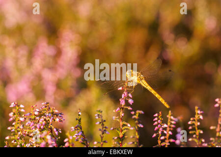 Libellule jaune reposant sur Heather dans le coucher du soleil la lumière sur la ligne de Heather Banque D'Images