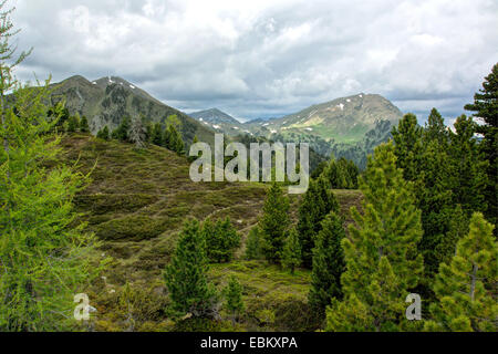 En pin cembro, arolla pin (Pinus cembra), forêt de conifères du paysage alpin, l'Autriche, Roma, le Parc National de Nockberge Banque D'Images