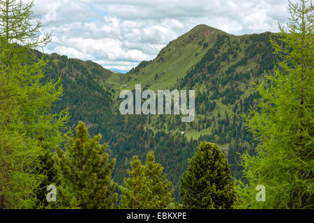 En pin cembro, arolla pin (Pinus cembra), forêt de conifères du paysage alpin, l'Autriche, Roma, le Parc National de Nockberge Banque D'Images