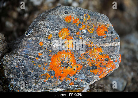 Le lichen sur une pierre, la Norvège, Svalbard, Bockfjorden Banque D'Images