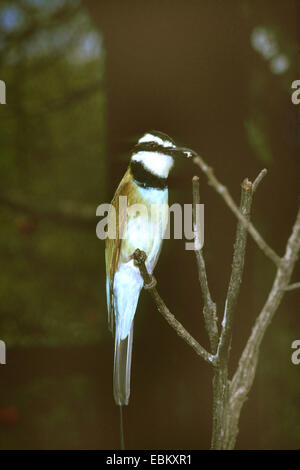 White-throated bee eater (Merops albicollis), sur une branche Banque D'Images