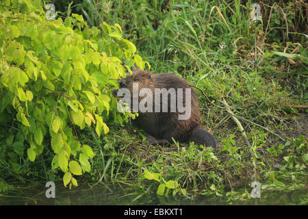 Le castor d'Eurasie, castor européen (Castor fiber), sur l'alimentation en rive, Allemagne, Baden-Wuerrtemberg Banque D'Images