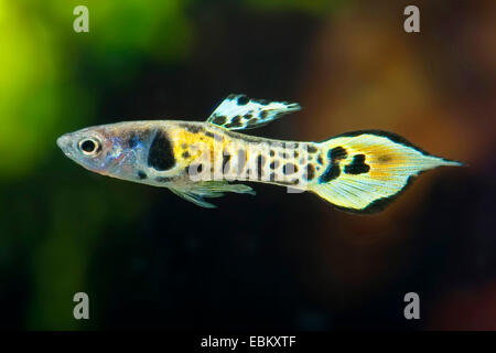 Endler's guppy Endler livebearer, le Dovermolly (Poecilia wingei,), race tiger, homme Banque D'Images