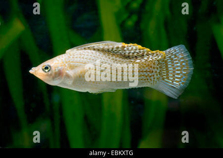 Molly sailfin géant, Sail-fin molly, Molly sailfin rouge, Poecilia velifera Molly (Yucatan), natation Banque D'Images