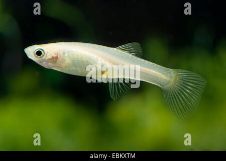 Endler's guppy Endler livebearer, le Dovermolly (Poecilia wingei,), race, femme d'or Banque D'Images