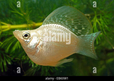 Molly ballon géant, Molly sailfin, Sail-fin molly, Molly sailfin rouge, Poecilia velifera Molly (Yucatan), sous forme de reproduction d'argent Ballon Banque D'Images