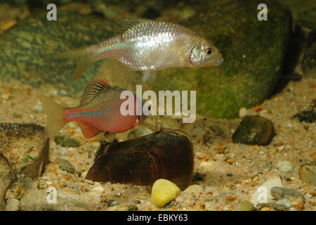 (Bitterling Rhodeus amarus, Rhodeus sericeus Rhodeus sericeus amarus,), les hommes et les frayères dans un moule swan Banque D'Images