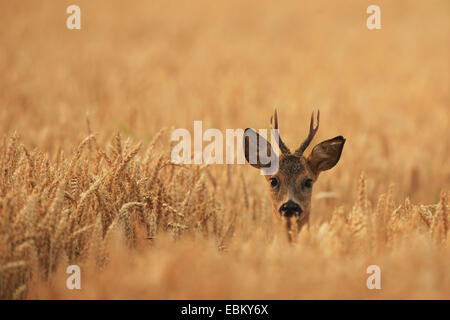 Le chevreuil (Capreolus capreolus), roe buck dans le blé, l'Allemagne, Mecklembourg-Poméranie-Occidentale Banque D'Images