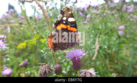 La belle dame, Cynthia cardui, chardon (Vanessa cardui), sur un chardon, Allemagne Banque D'Images