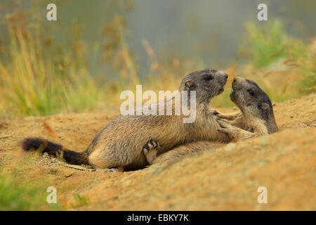 Marmotte des Alpes (Marmota marmota), jouer les jeunes animaux , l'Autriche, le Parc National du Hohe Tauern Banque D'Images