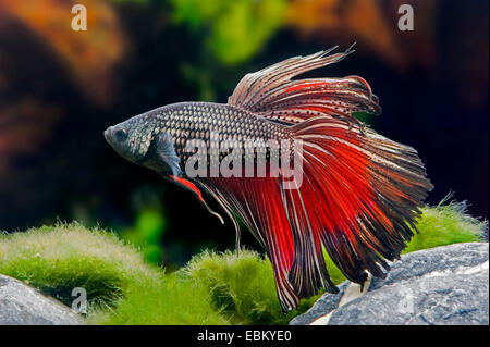 Combats siamois, Siamois poisson Betta Splendens (combattant), homme Banque D'Images