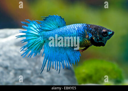 Combats siamois, Siamois poisson Betta Splendens (combattant), femme de la race Crowntail Tuerkis Banque D'Images