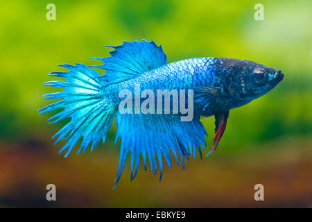 Combats siamois, Siamois poisson Betta Splendens (combattant), femme de la race Crowntail Tuerkis Banque D'Images