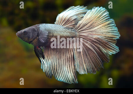 Combats siamois, Siamois poisson Betta Splendens (combattant), cuivre Halfmoon race Banque D'Images