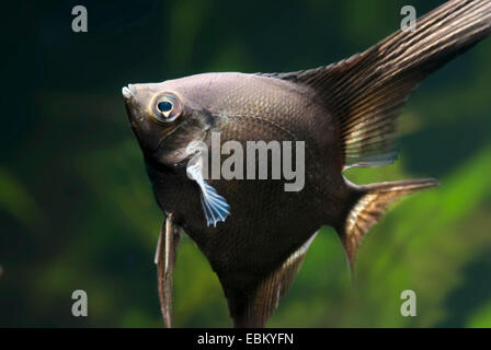 Requins d'eau douce poissons-anges, poissons anges, poissons ange noir, scalare (Pterophyllum scalare), sous forme de reproduction de la fumée Banque D'Images