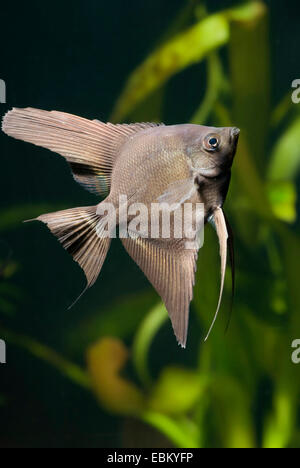 Requins d'eau douce poissons-anges, poissons anges, poissons ange noir, scalare (Pterophyllum scalare), sous forme de reproduction de la fumée Banque D'Images