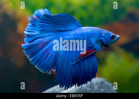 Combats siamois, Siamois poisson Betta Splendens (combattant), Race bleu Halfmoon Banque D'Images