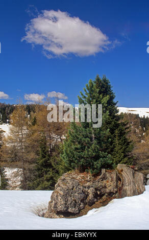 Paysage de neige en pin ci-dessous Platt et Langkofel, Germany, Dolomiten Banque D'Images