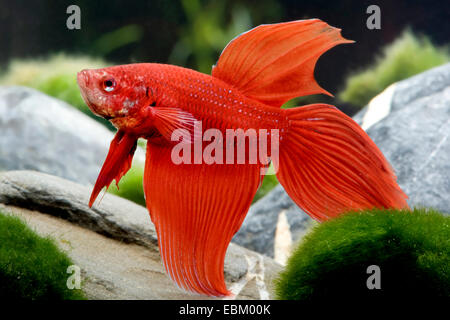 Combats siamois, Siamois poisson Betta Splendens (combattant), race rouge Longtail Banque D'Images