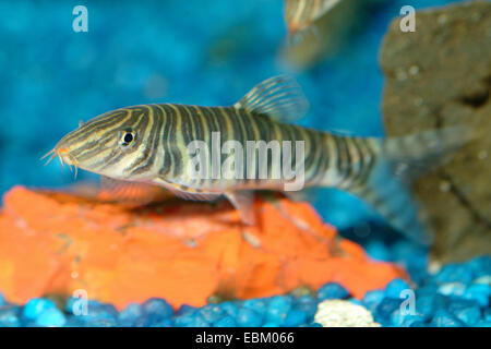 Rayures tropicales dans un aquarium de poissons d eau douce. Photo