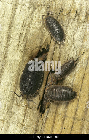 Cloporte rugueux commune, jardin un cloporte, Slater, sow scabby bug (Porcellio scaber), crwling sur deadwood , Allemagne Banque D'Images