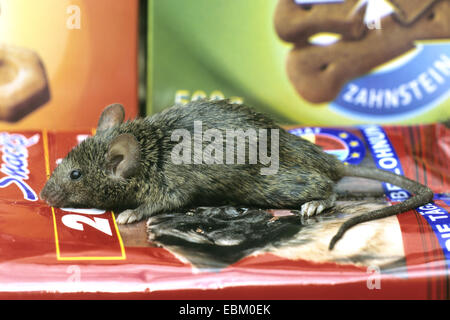 Souris domestique (Mus musculus), à la recherche de nourriture dans un débarras Banque D'Images