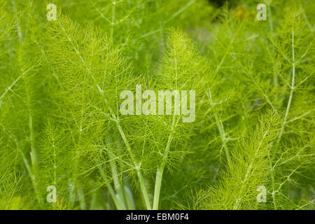 Fenouil doux (Foeniculum vulgare Anethum foeniculum), feuilles, Banque D'Images