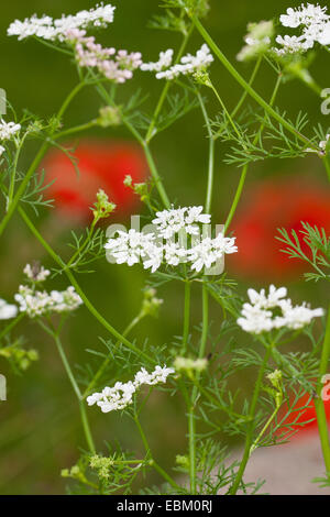 La coriandre (Coriandrum sativum), blooming Banque D'Images