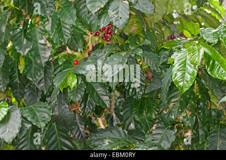 Café arabe (Coffea arabica), les cerises de café sur une branche Banque D'Images