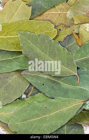 Sweet Bay laurel, bay tree, sweet bay (Laurus nobilis), de feuilles séchées d'un sweet bay Banque D'Images