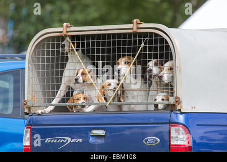 La chasse est tombé Hounds dans le retour d'une camionnette Banque D'Images