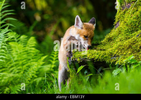 Le renard roux (Vulpes vulpes), kit fox lécher à une racine moussue, Suisse, Sankt Gallen Banque D'Images