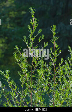 L'Armoise commune, commune de grande absinthe (Artemisia vulgaris), Allemagne Banque D'Images