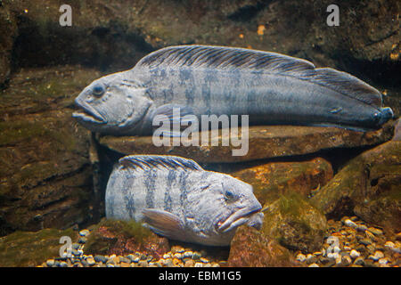 Loup atlantique, loup, poisson-chat, le poisson-chat (Anarhichas lupus), deux loups Banque D'Images