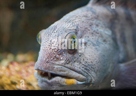 Loup atlantique, loup, poisson-chat, le poisson-chat (Anarhichas lupus), portrait Banque D'Images