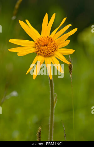 European Arnica (Arnica montana), blooming, Suisse Banque D'Images