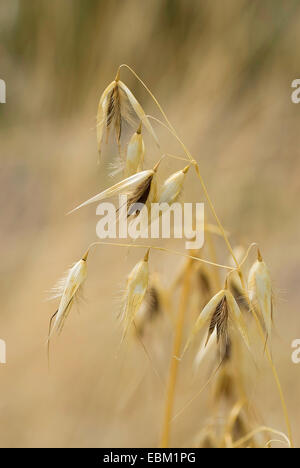 Des barbelés, d'avoine avoine barbu, mince, mince d'avoine l'avoine, l'avoine sauvage mince, mince (Wildoat Avena barbata), inflorescence Banque D'Images