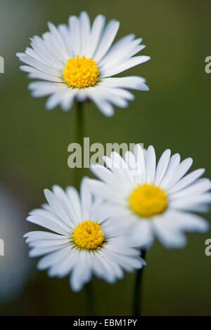 Marguerite commune, pelouse, Daisy Daisy (Anglais) Bellis perennis, inflorescence, Allemagne Banque D'Images