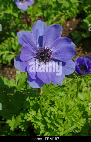 Anémone Anémone coronaria pavot (fleurs), Banque D'Images