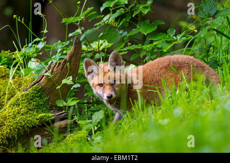 Le renard roux (Vulpes vulpes), les jeunes de l'alimentation des animaux près d'une racine moussue, Suisse, Sankt Gallen Banque D'Images