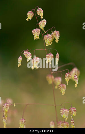 Quaking-herbe, vache-quake, Didder, Tramage-grass, cuscute-herbe, Doddering Dillies, Doddle-herbe, tremblements de terre, s'agiter-joggles, Jockey-herbe, Lady's-cheveux, Maidenhair-herbe, Pearl de l'herbe, des Quakers, des Quakers-et-shakers, hoche-herbe, Tottergrass, Wag-wantons (Briza media), panicule, Allemagne Banque D'Images