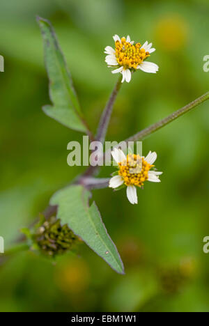 Bident Bidens pilosa (poilue), blooming Banque D'Images